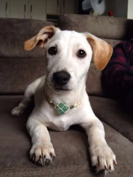 Cachorro ra a Indefinido idade 2 a 6 meses nome Dex