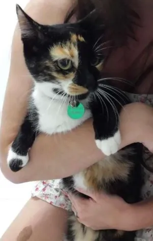 Gato raça SRD idade 4 anos nome Gorda