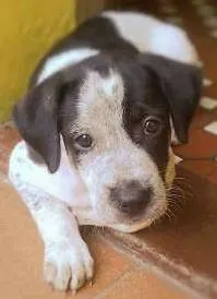 Cachorro raça comum idade Abaixo de 2 meses nome sem.nome ainda