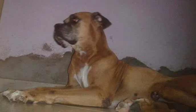 Cachorro ra a boxe idade 1 ano nome hulk