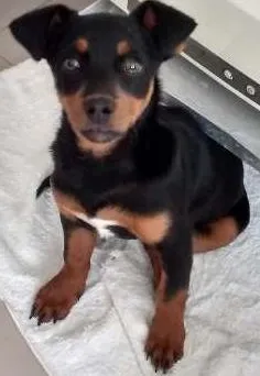 Cachorro ra a nao definida idade 2 a 6 meses nome Kity