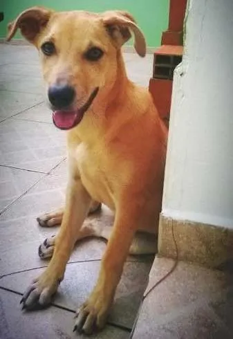 Cachorro ra a RSD idade 2 a 6 meses nome lost