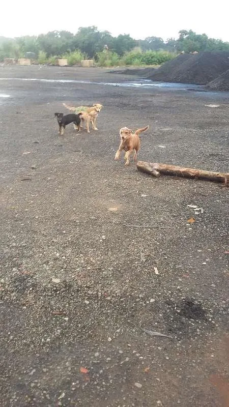 Cachorro ra a mestuco idade 6 ou mais anos nome chocolate