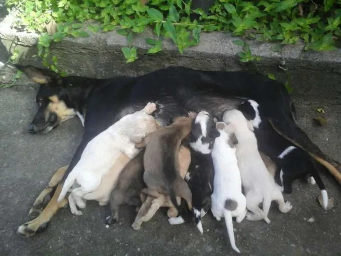 Cachorro ra a sem raça idade 2 a 6 meses nome Lindos filhotes