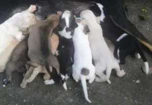 Cachorro raça sem raça idade 2 a 6 meses nome Lindos filhotes