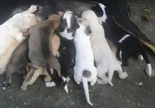 Cachorro ra a sem raça idade 2 a 6 meses nome Lindos filhotes