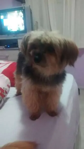 Cachorro ra a Yorkshire idade 4 anos nome Robert