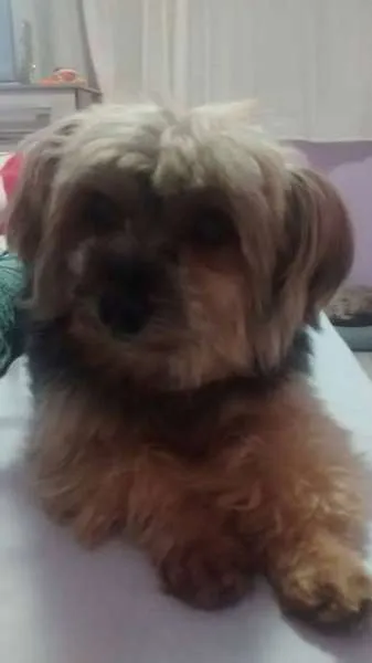 Cachorro ra a Yorkshire idade 4 anos nome Robert