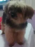 Robert