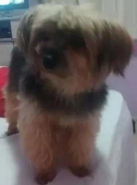 Cachorro ra a Yorkshire idade 4 anos nome Robert