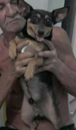 Cachorro raça Pinscher idade 5 anos nome pingo