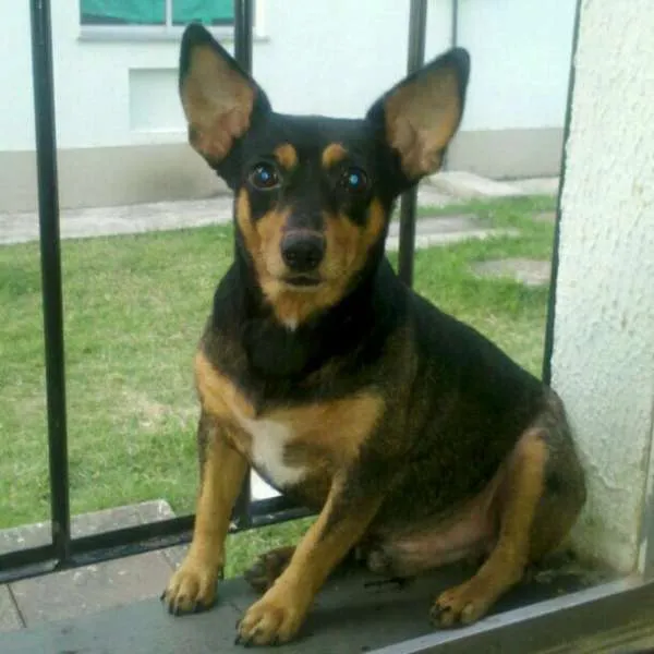 Cachorro raça Pinscher idade 5 anos nome pingo
