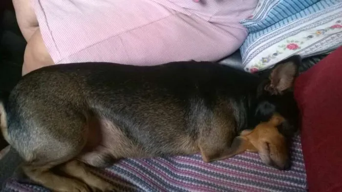 Cachorro raça Pinscher idade 5 anos nome pingo