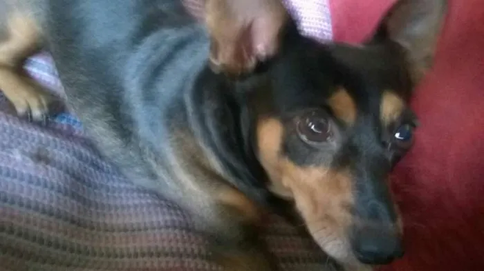 Cachorro raça Pinscher idade 5 anos nome pingo
