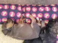 Fofuras