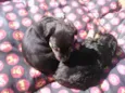 Fofuras