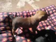 Fofuras