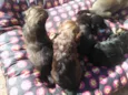 Fofuras