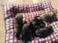 Fofuras