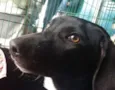 João