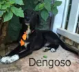 Dengoso