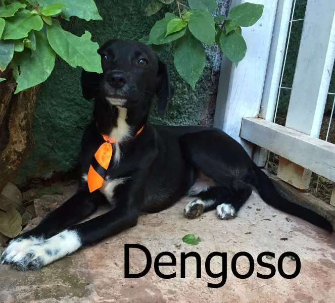Cachorro ra a SRD idade 2 a 6 meses nome Dengoso