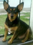 pingo