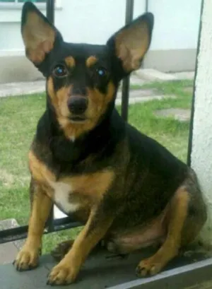 Cachorro raça Pinscher idade 5 anos nome pingo