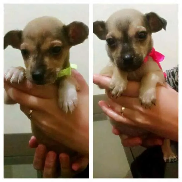 Cachorro ra a  Vira lata idade Abaixo de 2 meses nome Stark e Natasha