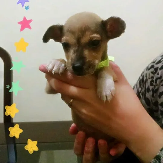 Cachorro ra a  Vira lata idade Abaixo de 2 meses nome Stark e Natasha