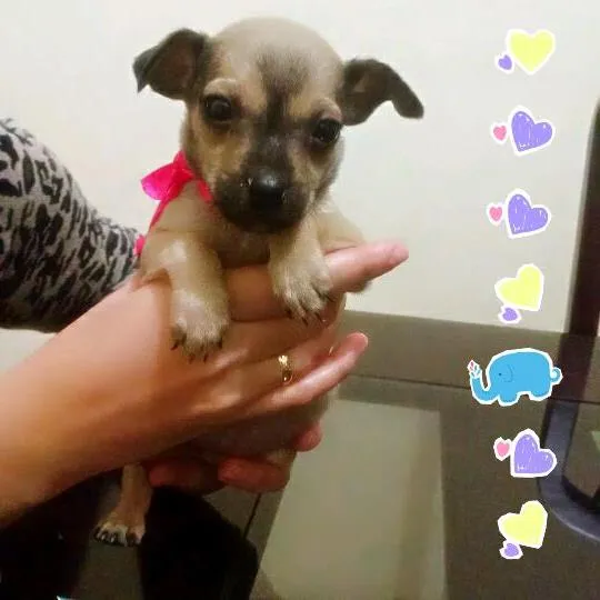 Cachorro ra a  Vira lata idade Abaixo de 2 meses nome Stark e Natasha