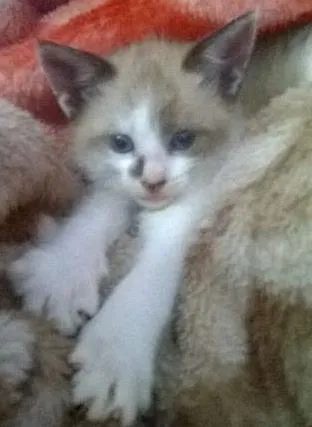 Gato raça srd idade 2 a 6 meses nome Absolut