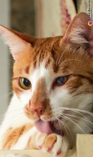 Gato raça SRD idade 2 anos nome jake