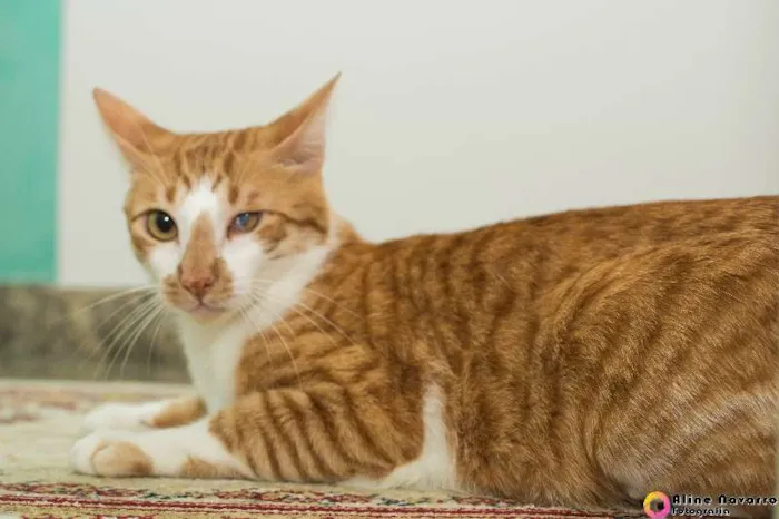 Gato raça SRD idade 2 anos nome jake