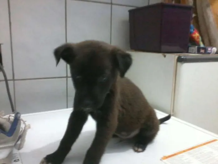 Cachorro ra a SRD idade 2 a 6 meses nome Tuffy