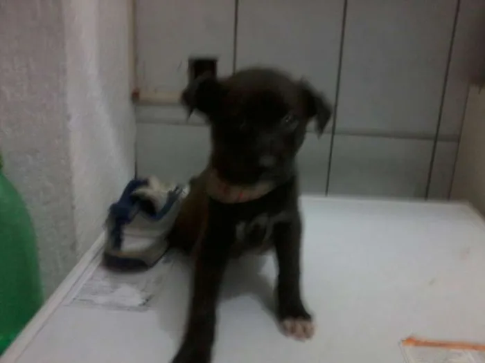 Cachorro ra a SRD idade 2 a 6 meses nome Tuffy