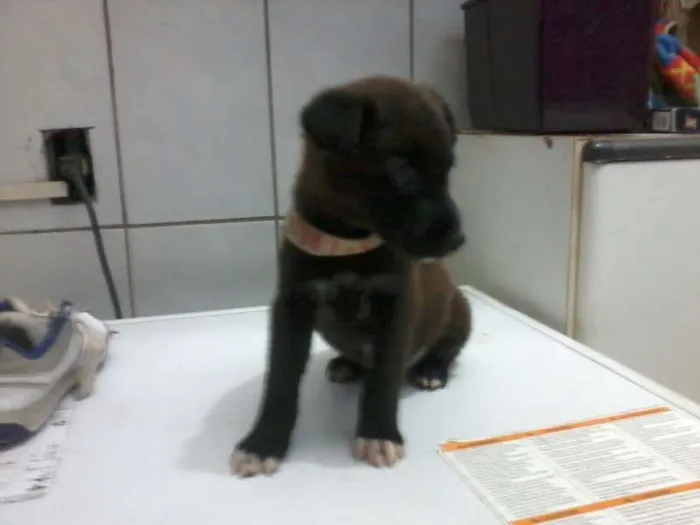 Cachorro ra a SRD idade 2 a 6 meses nome Tuffy