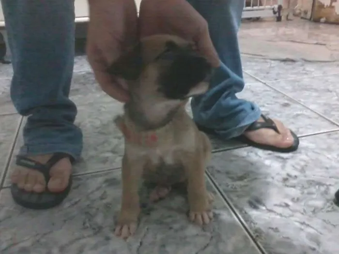 Cachorro ra a SRD idade 2 a 6 meses nome Nita