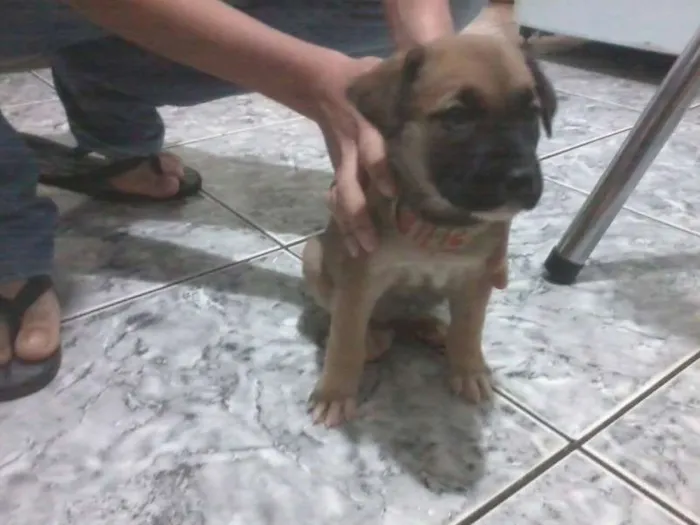 Cachorro ra a SRD idade 2 a 6 meses nome Nita