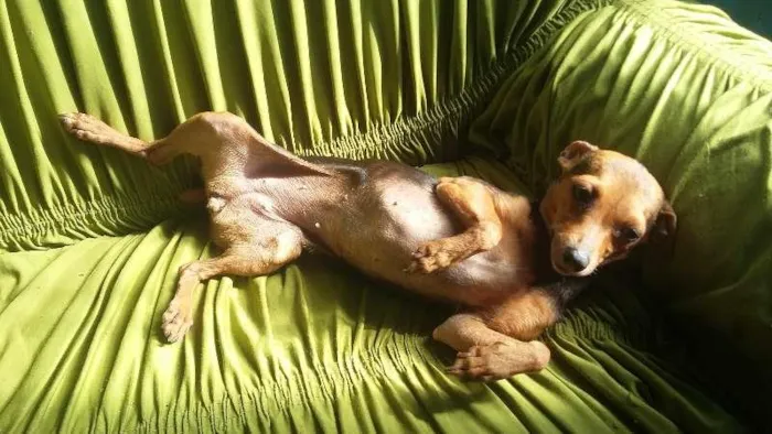 Cachorro ra a pintcher idade 3 anos nome neguinha