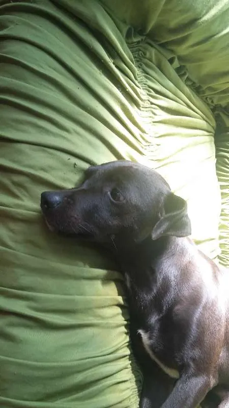 Cachorro ra a pintcher idade 3 anos nome neguinha