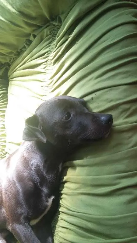 Cachorro ra a  Pincher idade 3 anos nome tufão, pitoco, negu