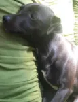 tufão, pitoco, negu