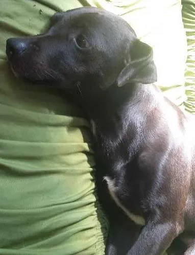 Cachorro ra a  Pincher idade 3 anos nome tufão, pitoco, negu