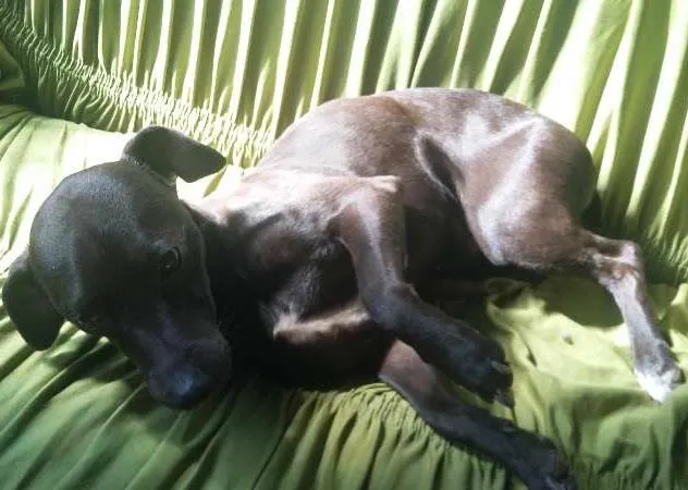 Cachorro ra a  Pincher idade 3 anos nome tufão, pitoco, negu