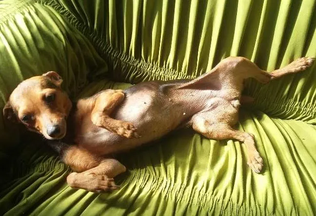Cachorro ra a  Pincher idade 3 anos nome tufão, pitoco, negu