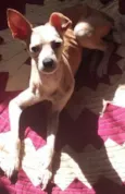 tufão, pitoco, negu