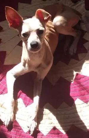 Cachorro raça  Pincher idade 3 anos nome tufão, pitoco, negu
