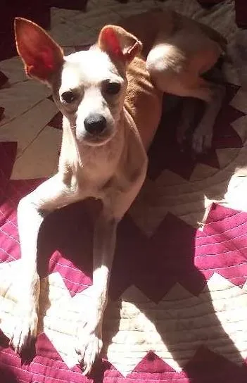 Cachorro ra a  Pincher idade 3 anos nome tufão, pitoco, negu