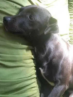 Cachorro raça pintcher idade 3 anos nome neguinha